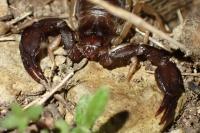 Euscorpius flavicaudis