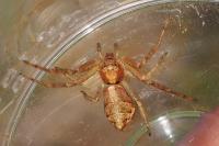 Tmarus