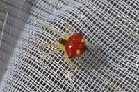 Theridula gonygaster