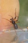 Linyphiidae