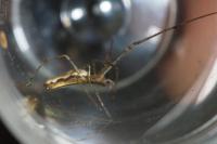 Tetragnatha