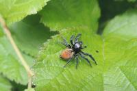 Carrhotus xanthogramma