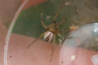 Mangora acalypha