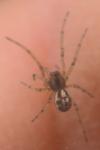 Pachygnatha