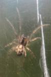 Pachygnatha