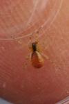 Anelosimus
