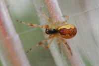 Anelosimus