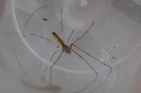 Tetragnatha