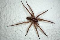 Hogna radiata