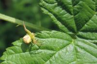 Ebrechtella tricuspidata