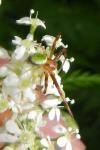 Ebrechtella tricuspidata