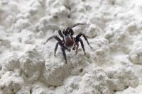 Phlegra bresnieri