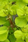 Pisaura mirabilis