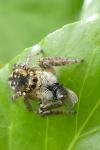 Carrhotus xanthogramma