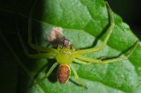Diaea dorsata