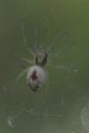 Nigma puella