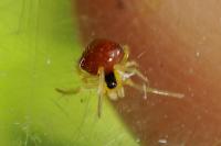 Theridula gonygaster