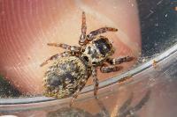 Carrhotus xanthogramma