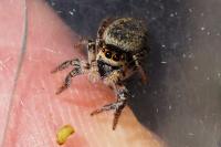 Carrhotus xanthogramma
