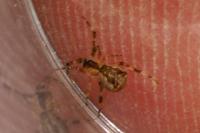 Episinus