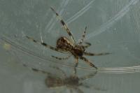 Episinus