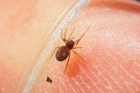 Dictynidae