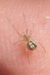 Enoplognatha