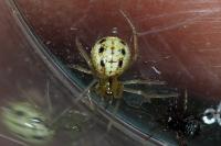 Enoplognatha