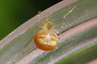 Paidiscura pallens