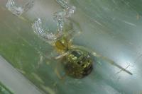 Enoplognatha