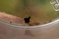 Theridula gonygaster