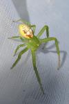 Diaea