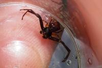 Pistius truncatus