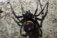 Steatoda paykulliana
