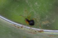 Theridula gonygaster