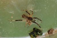 Episinus truncatus