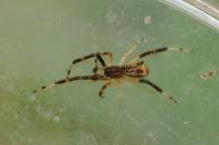 Episinus truncatus