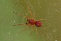 Nigma puella