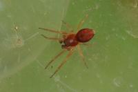 Nigma puella