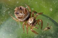 Evarcha arcuata