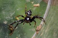 Synema globosum