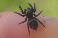 Evarcha arcuata