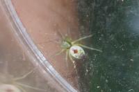 Nigma puella