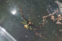 Misumena vatia