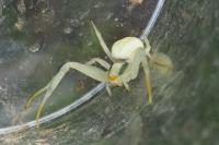 Misumena vatia