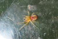 Nigma puella