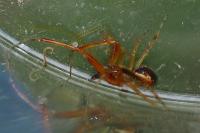 Anelosimus vittatus