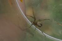Mangora acalypha