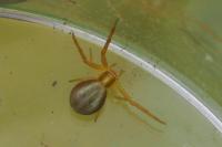 Runcinia grammica