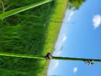 Araneus diadematus